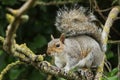 A sweet Grey Squirrel, Scirius carolinensis, in the branches of a tree in the UK. Royalty Free Stock Photo
