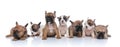 Sweet group of seven little bulldog puppies posing