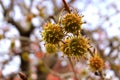 Sweet Gum Balls Royalty Free Stock Photo