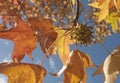 Sweet gum leaves in Autumn Detail