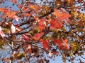 Sweet gum leaves in Autumn