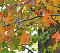 Sweet gum leaves and fruits