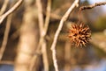 Sweet Gum seed pod hanging from a tree. Early spring morning.