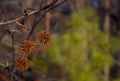 Sweet Gum seed pods hanging from a tree. Early spring morning.