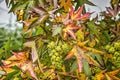 Sweet gum tree with green spikey leaves