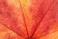 Sweet gum tree leaf in a close up view Royalty Free Stock Photo
