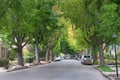 Sweet gum tree lined residential street in summer