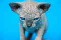 Sweet hairless kitten of Canadian Sphynx Cat breed standing on blue background