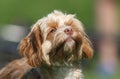 A cute head shot of a young Cavapoo dog. The breed is also commonly known by the names Poodle x King Charles Cavalier Spaniel, Cav