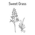 Sweet or holy grass Hierochloe odorata