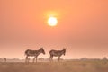 Sweet home of the Indian wild ass in salt desert, LRK Royalty Free Stock Photo