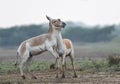 Sweet home of the Indian wild ass in salt desert, LRK Royalty Free Stock Photo