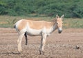 Sweet home of the Indian wild ass in salt desert, LRK Royalty Free Stock Photo