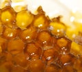 Yellow sweet honey in honeycombs bee Royalty Free Stock Photo