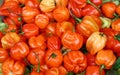 Sweet hot chili habanero orange peppers close up Royalty Free Stock Photo