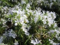 Sweet Huntington Carpet Rosemary light blue flowers blooming in spring Royalty Free Stock Photo