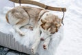 Sweet husky asleep on white skin, winter