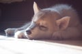 Sweet husky puppy bask in the sun near the window on a dark room