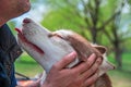 Sweet Husky Dog Licks A Face To A Man. Cute Red Siberian Husky Loves And Caresses To His Owner. Portrait, Side View Close Up.