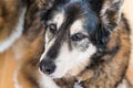 Sweet Husky dog looking at the camera