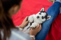 A sweet husky puppy is lying on the laps of a woman. Love and care for pets.