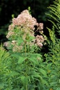 Sweet Joe Pye Weed 57057