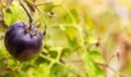 Sweet juicy black tomato ripening on a branch in a greenhouse Royalty Free Stock Photo
