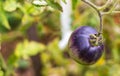 Sweet juicy black tomato ripening on a branch in a greenhouse Royalty Free Stock Photo