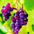 sweet juicy grapes
