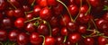 Sweet juicy natural and organic fresh cherry sour cherry, fruit background texture Royalty Free Stock Photo