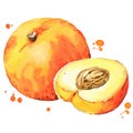 Sweet juicy peach watercolor illustration