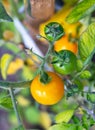 Sweet juicy red, yellow and green tomatoes ripening on a branch in a greenhouse Royalty Free Stock Photo