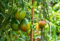 Sweet juicy red, yellow and green tomatoes ripening on a branch in a greenhouse Royalty Free Stock Photo