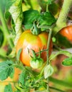 Sweet juicy red, yellow and green tomatoes ripening on a branch in a greenhouse Royalty Free Stock Photo