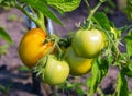 Sweet juicy red, yellow and green tomatoes ripening on a branch in a greenhouse Royalty Free Stock Photo