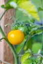 Sweet juicy red, yellow and green tomatoes ripening on a branch in a greenhouse Royalty Free Stock Photo