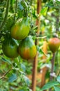 Sweet juicy red, yellow and green tomatoes ripening on a branch in a greenhouse Royalty Free Stock Photo