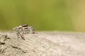 A sweet Jumping Spider Marpissa muscosa. Royalty Free Stock Photo