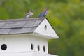 Juvenile Baby Eastern Blue Birds on White BirdHouse Roof with Green Background Royalty Free Stock Photo