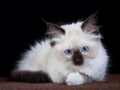 Sweet kitten Royalty Free Stock Photo