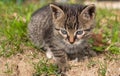 Sweet kitten Royalty Free Stock Photo