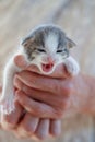 Sweet Kitten pet meowing. Adopt cat Royalty Free Stock Photo