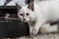 A sweet kitten trying to sneak around on a gray shag carpet Royalty Free Stock Photo