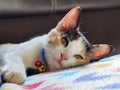 A sweet kitty cat sleeping on a couch in a room area with cutie face Royalty Free Stock Photo