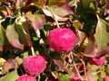 Sweet Kousa dogwood fruits Royalty Free Stock Photo