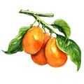 Sweet kumquat citrus fruits with leaf closeup on