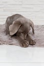 sweet labrador dog puppy lies on carpet