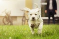 Sweet labrador puppy in meadow in motion showing dog paws