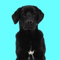 sweet labrador retriever dog looking forward and sitting