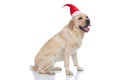 Sweet labrador retriever dog panting and wearing a christmas hat